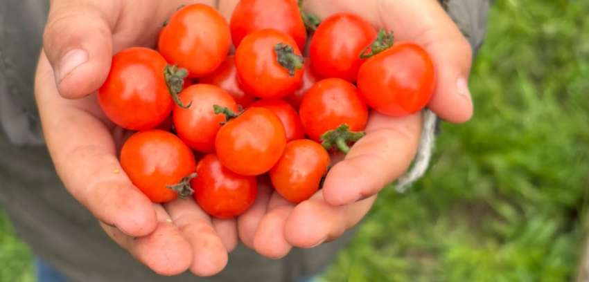 Taller de huerta