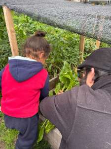 Niña cosechando hojas junto al tallerista de huerta